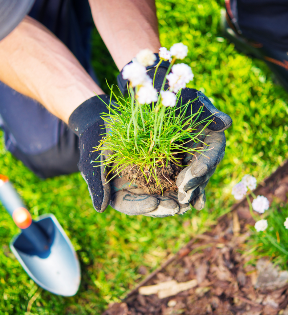 Paysagiste-palau-del-vidre-cote-vermeille-perpignan-66-mur pierre-seche-création-de-jardin-entretien-de-jardin-plantation-de-jardin-Jardinier-entretien-espace-vert-maçonnerie-exterieur-amenageur-entrepreneur-autoentreprise